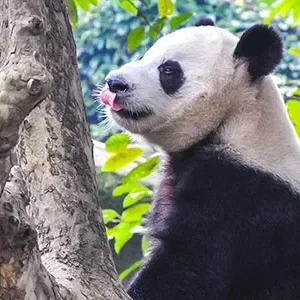 4 Days Private Chengdu Family Tour with Panda Volunteer Program