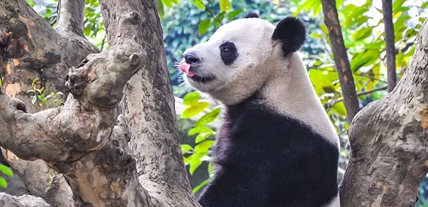 4 Days Private Chengdu Family Tour with Panda Volunteer Program